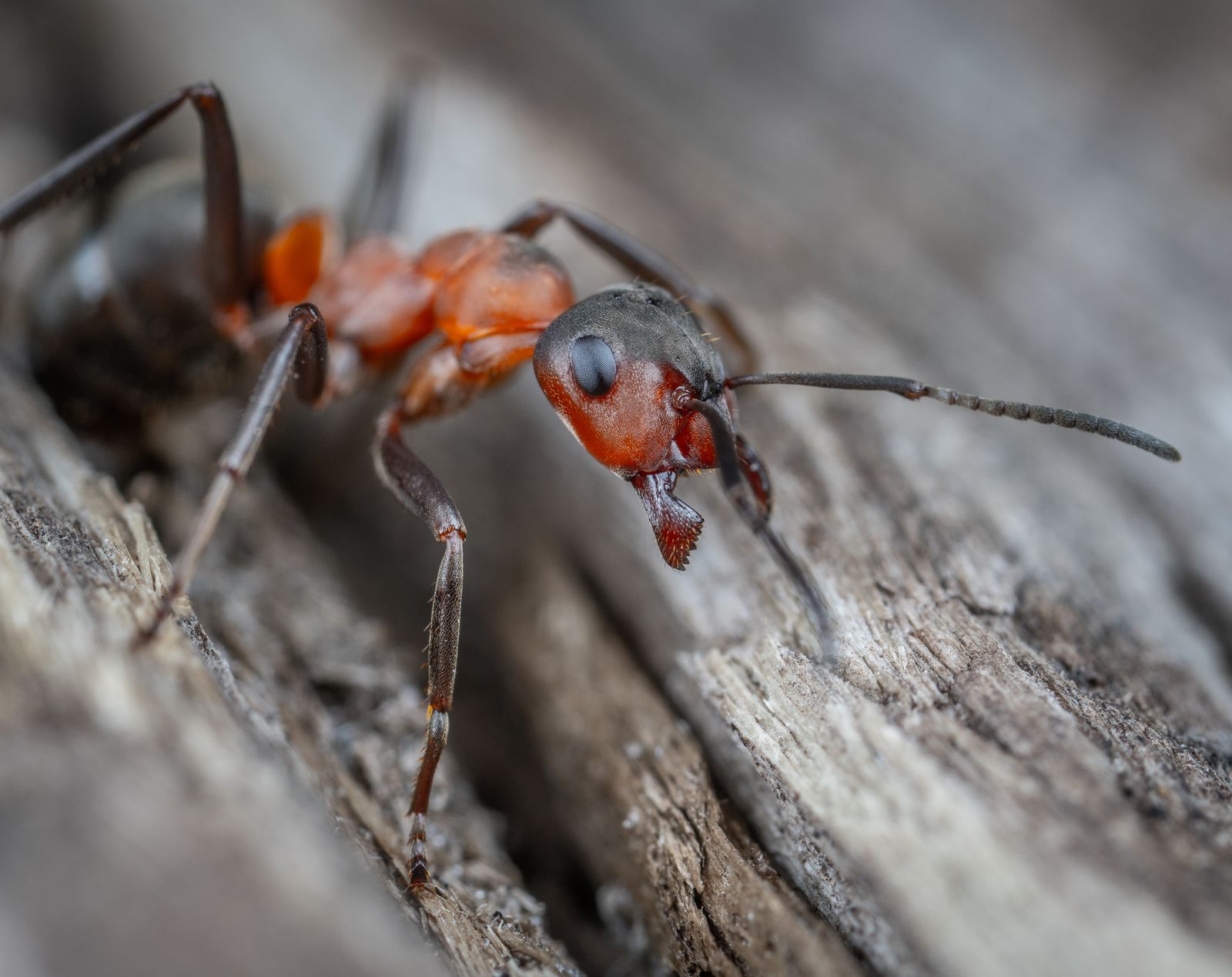 Ant on weathered wood