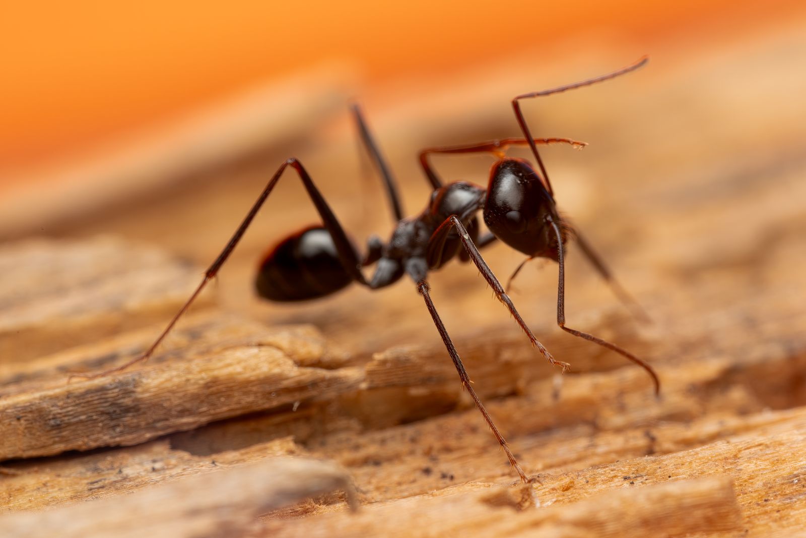Black ant on a wooden surface